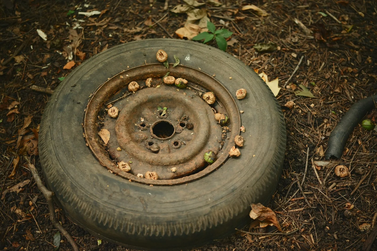 An old, rusty tire with mushrooms on the forest floor Old perished tyre lying on a forest floor, a worn tyre past its safe life